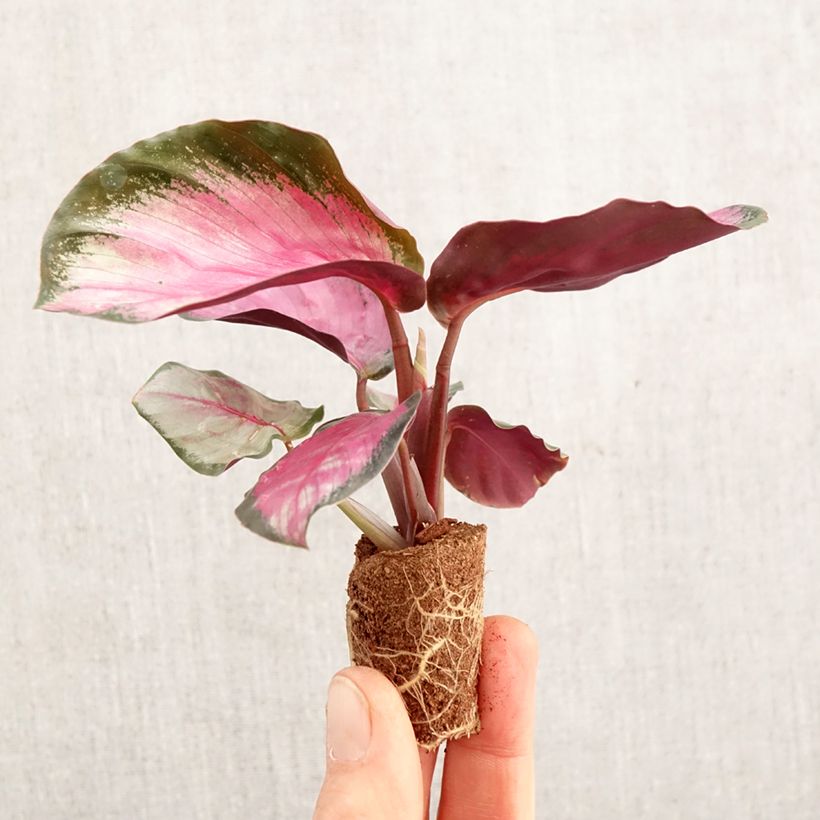Example of Calathea roseopicta Rosy - Korbmaranten Mini-plante as you get in printemps