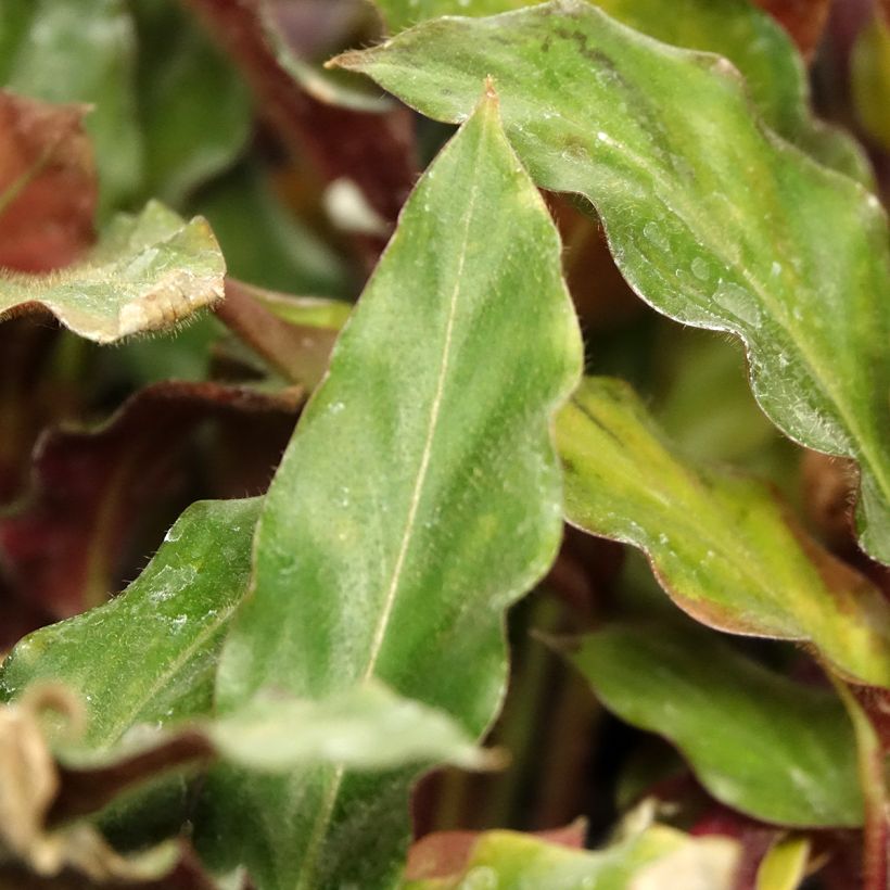 Calathea rufibarba - Korbmaranten (Laub)