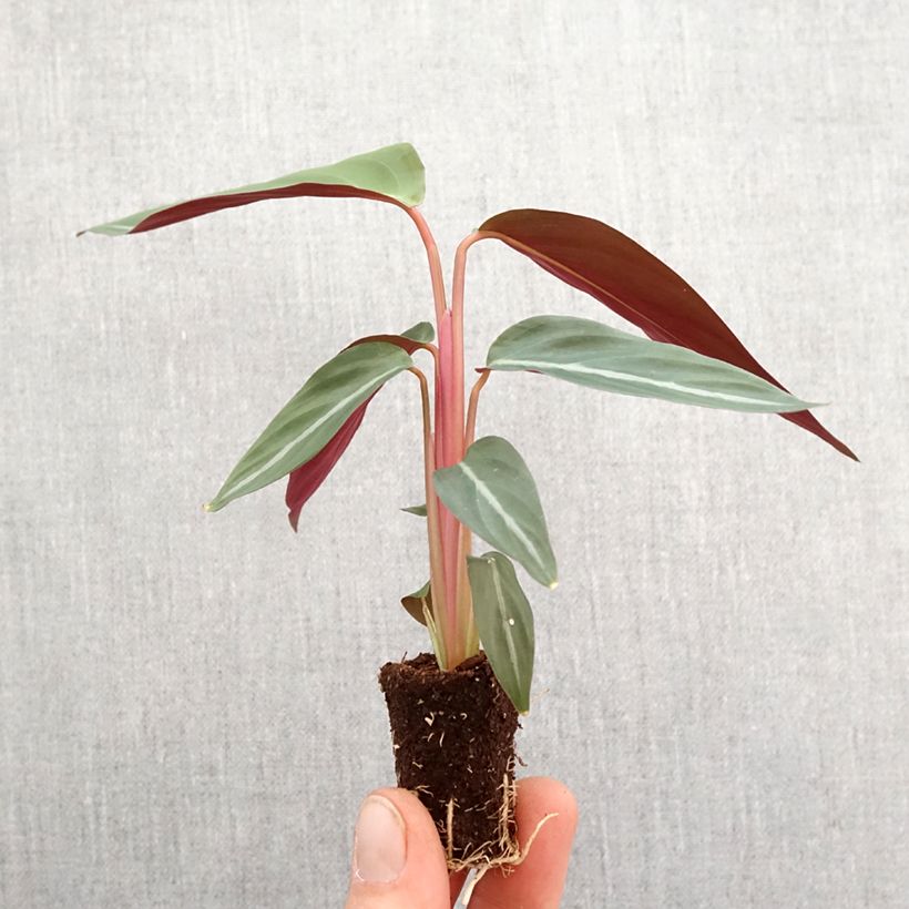 Example of Calathea sanguinea - Korbmaranten Mini-plante as you get in printemps