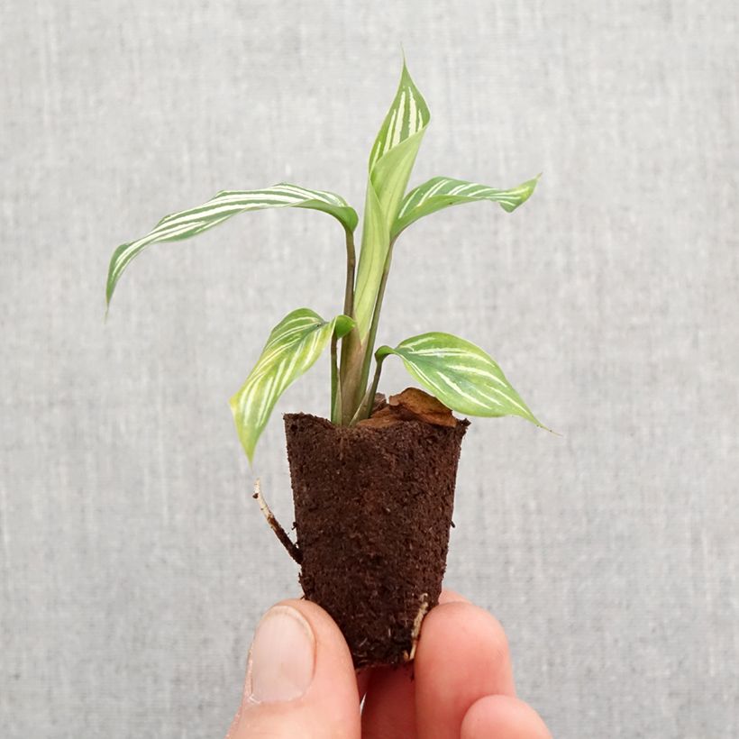 Example of Calathea vittata - Korbmaranten Mini-plante as you get in printemps