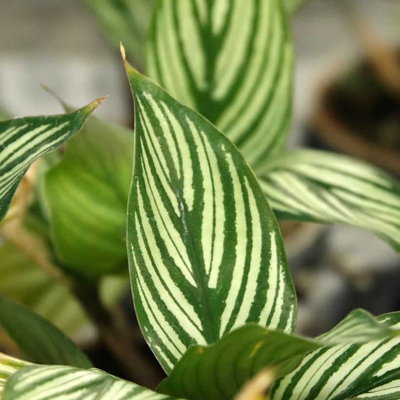 Calathea vittata - Korbmaranten (Laub)