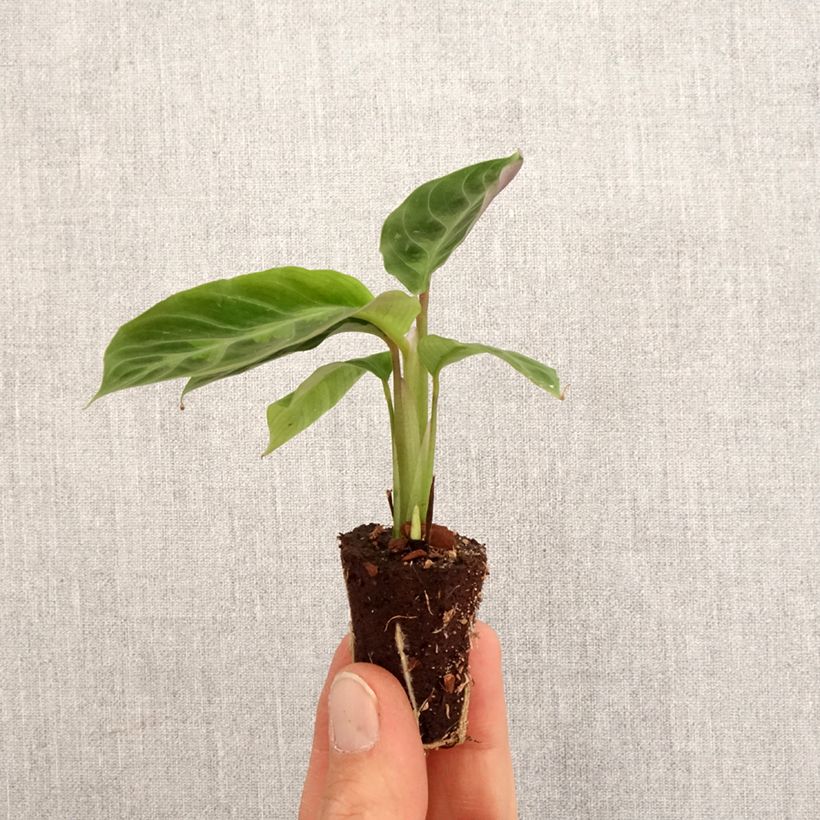 Example of Calathea warscewiczii - Korbmaranten Mini-plante as you get in printemps