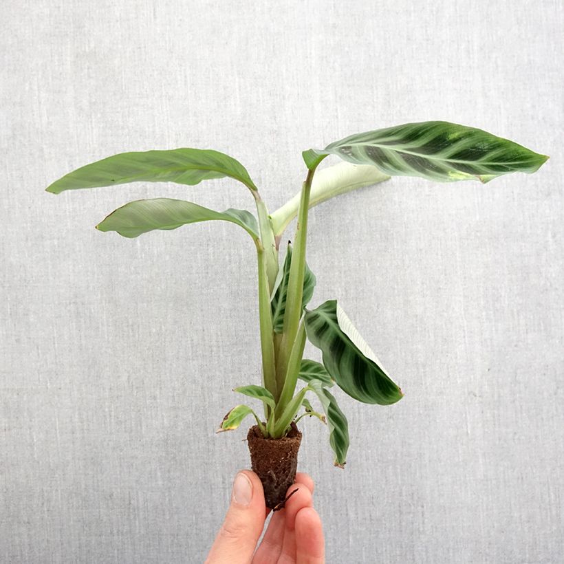Example of Calathea zebrina - Korbmaranten Mini-plante as you get in printemps