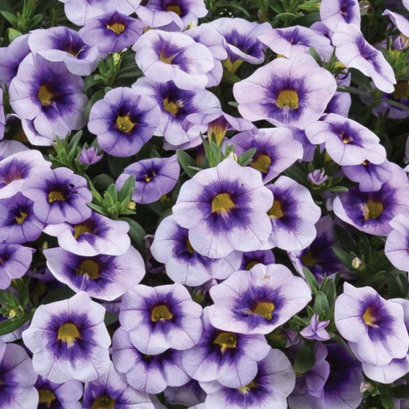 Zauberglöckchen Eyeconic Purple - Calibrachoa (Flowering)
