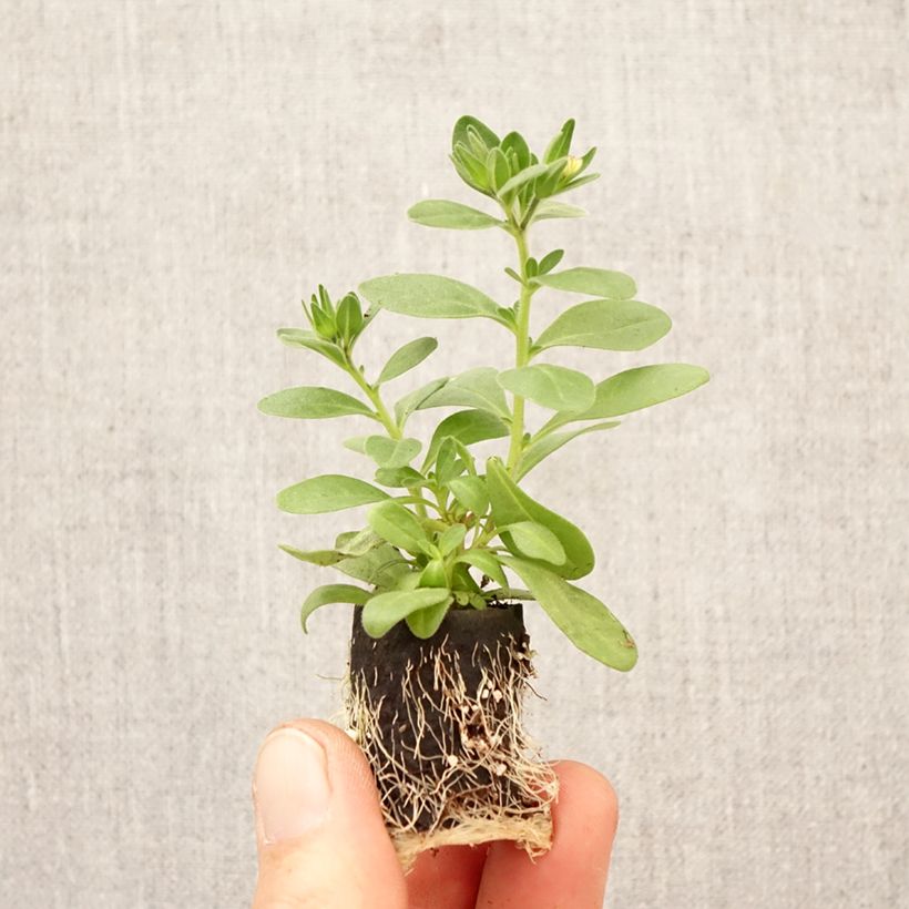 Exemplar von Zauberglöckchen Lia Spark Pink - Calibrachoa Mini-Plug Ø 3/4 cm wie im Frühjahr geliefert