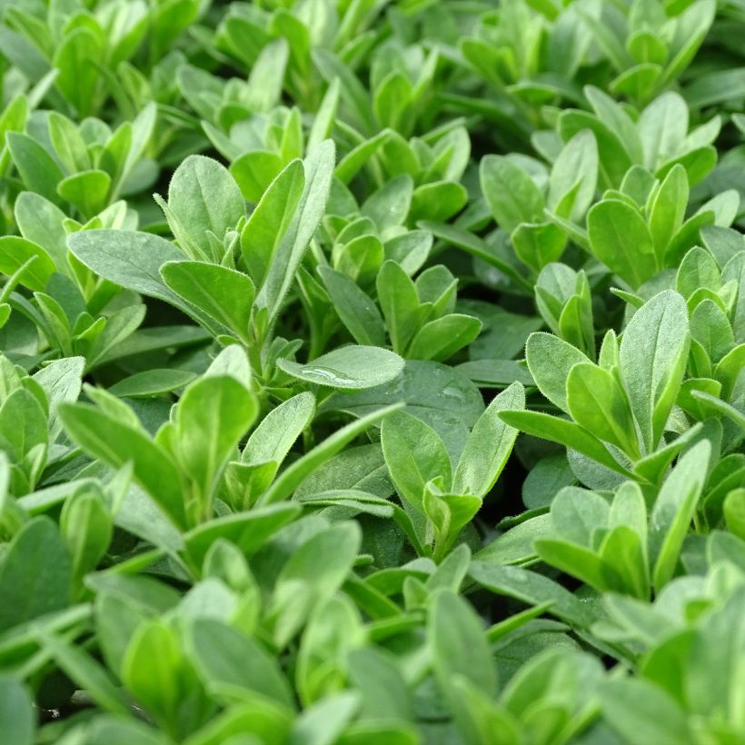 Zauberglöckchen Noa Bubblegum - Calibrachoa (Foliage)