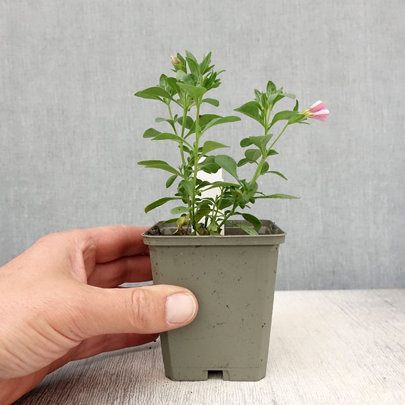Example of Zauberglöckchen Noa Bubblegum - Calibrachoa Kleine Töpfe von 8/9 cm as you get in printemps