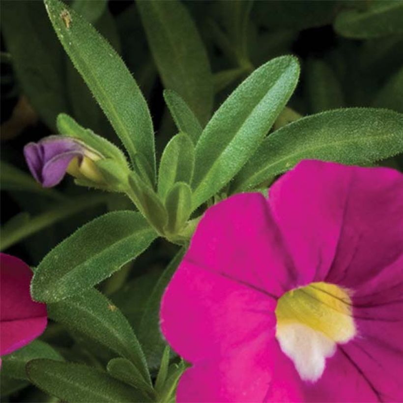 Zauberglöckchen Noa Dark Pink Carnival - Calibrachoa (Foliage)