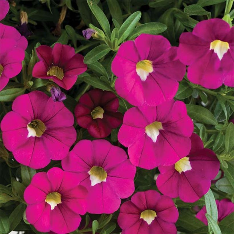 Zauberglöckchen Noa Dark Pink Carnival - Calibrachoa (Flowering)