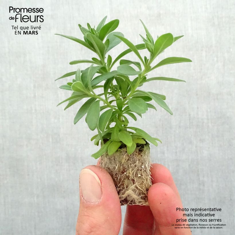 Example of Zauberglöckchen Ombre Pink - Calibrachoa Mini-Plug Ø 3/4 cm as you get in printemps