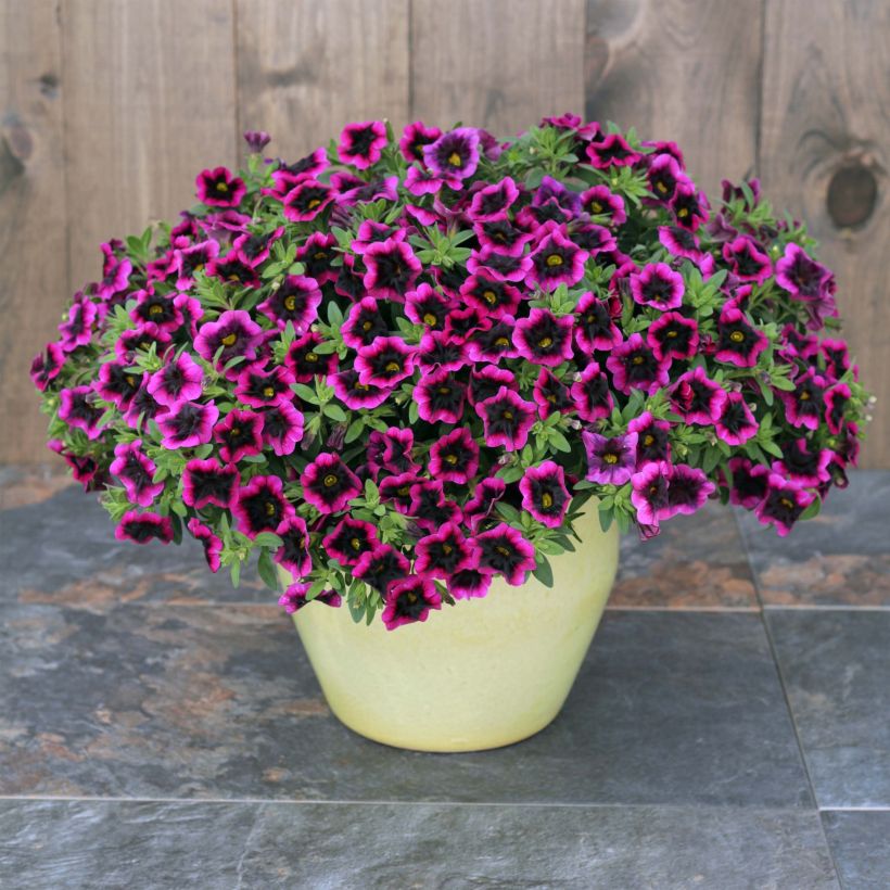 Zauberglöckchen Superbells Blackcurrant Punch - Calibrachoa (Plant habit)