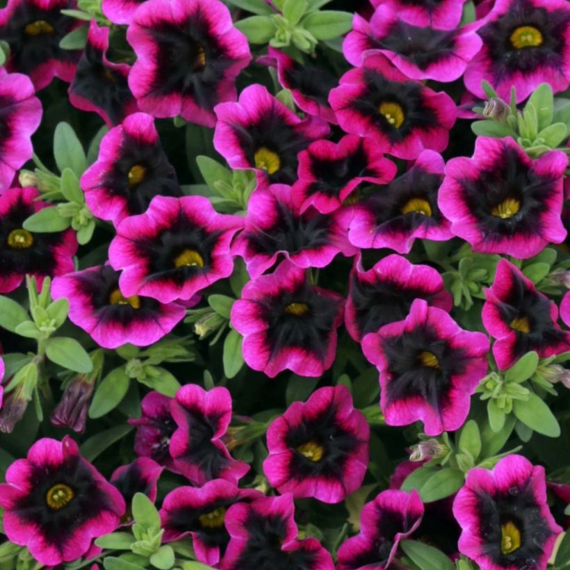 Zauberglöckchen Superbells Blackcurrant Punch - Calibrachoa (Flowering)