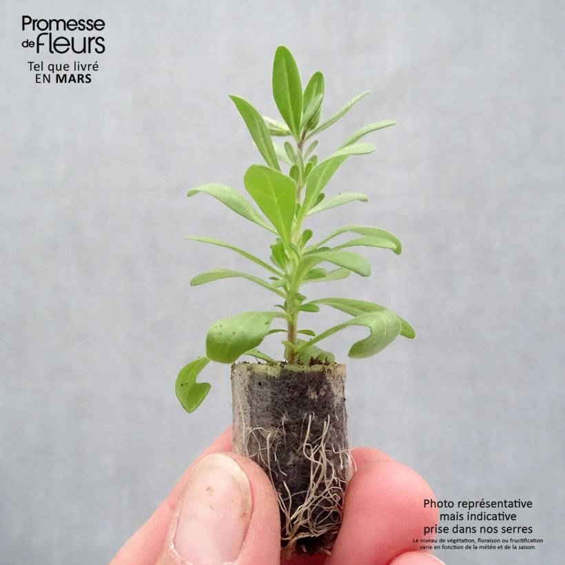 Example of Zauberglöckchen Superbells Evening Star - Calibrachoa Mini-Plug Ø 3/4 cm as you get in printemps