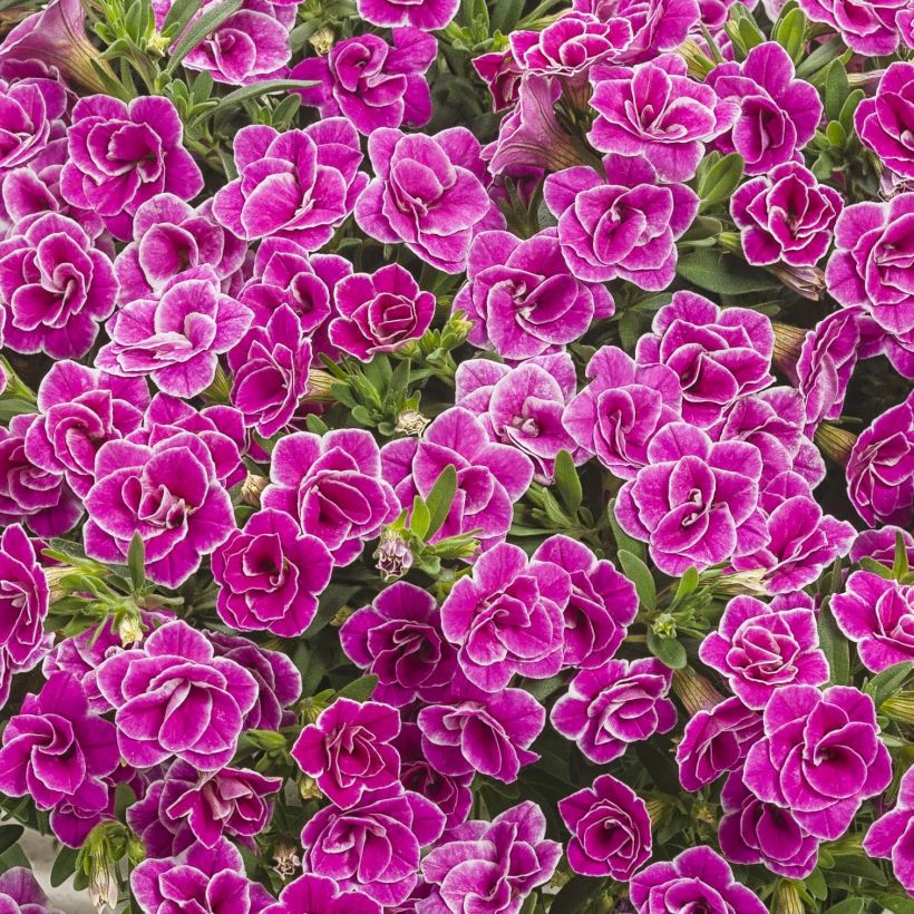 Zauberglöckchen Superbells Sweet Love - Calibrachoa (Flowering)