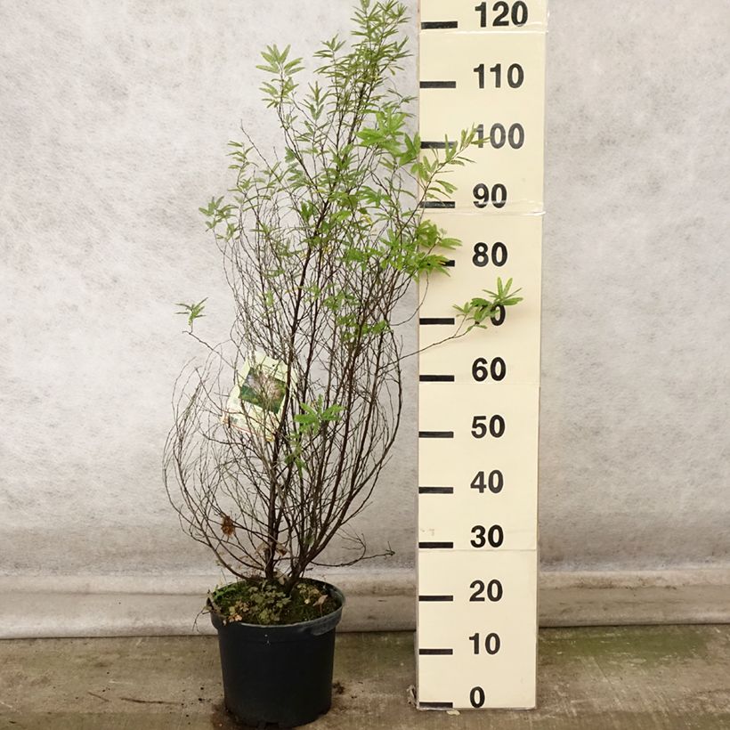 Example of Calliandra surinamensis Dixie Pink - Rosa Puderquastenstrauch Topf mit 7,5L/10L as you get in automne