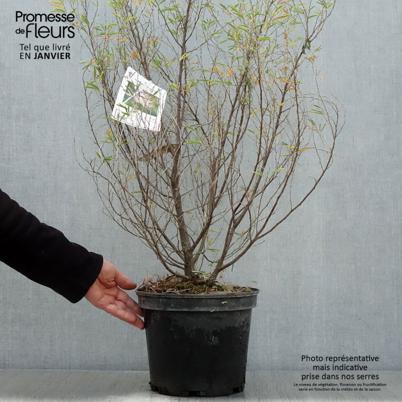 Exemplar von Calliandra surinamensis Dixie Pink - Rosa Puderquastenstrauch Topf mit 7,5L/10L wie im Winter geliefert