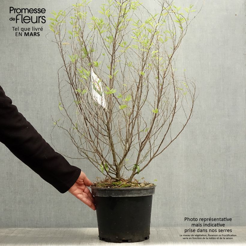 Exemplar von Calliandra surinamensis Dixie Pink - Rosa Puderquastenstrauch Topf mit 7,5L/10L wie im Frühjahr geliefert