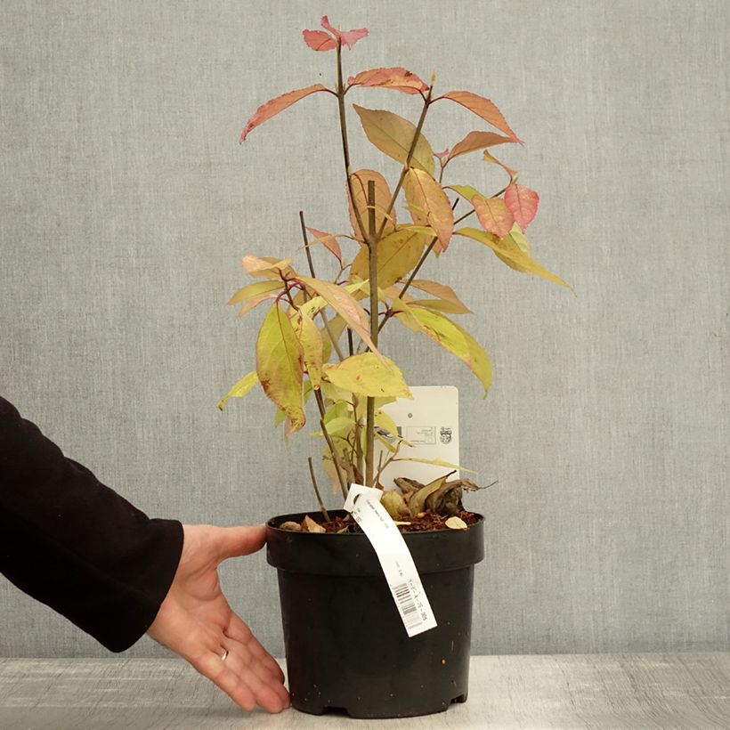 Example of Liebesperlenstrauch Imperial Pearl - Callicarpa bodinieri Topf mit 3L/4L as you get in automne