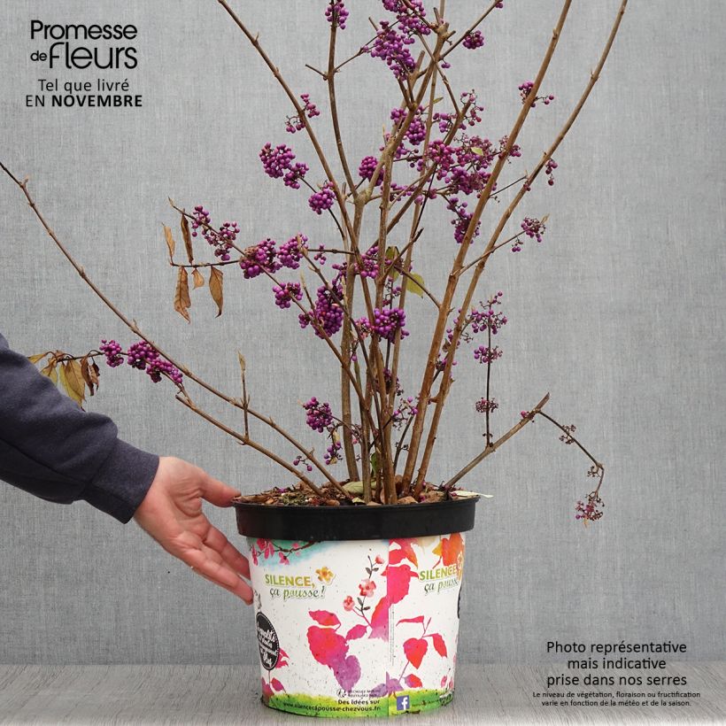 Example of Liebesperlenstrauch Imperial Pearl - Callicarpa bodinieri Topf mit 7,5L/10L as you get in automne