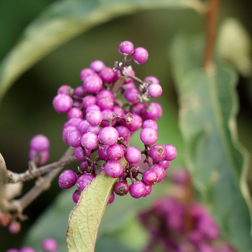 Liebesperlenstrauch Imperial Pearl - Callicarpa bodinieri (Flowering)