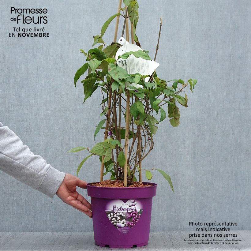 Example of Liebesperlenstrauch Liebespaar - Callicarpa bodinieri Topf mit 7,5L/10L as you get in automne