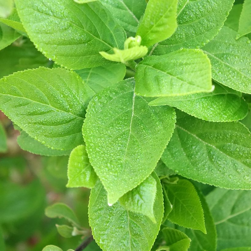 Liebesperlenstrauch Liebespaar - Callicarpa bodinieri (Foliage)