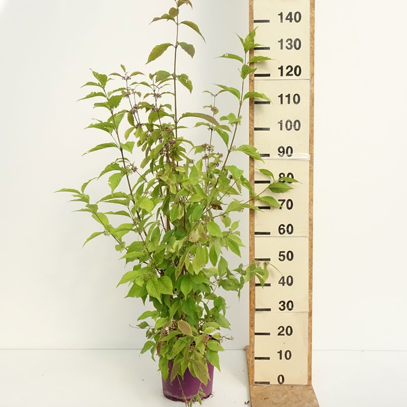 Exemplar von Liebesperlenstrauch Liebespaar - Callicarpa bodinieri Topf mit 7,5L/10L wie im Sommer geliefert