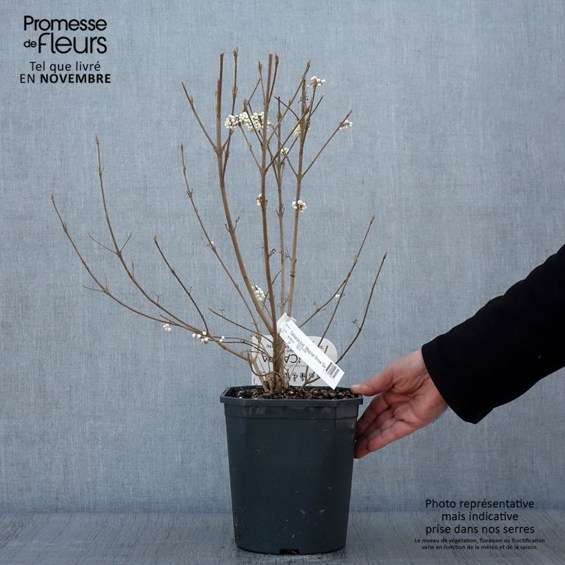 Example of Liebesperlenstrauch Magical Snowqueen - Callicarpa bodinieri Topf mit 3L/4L as you get in automne