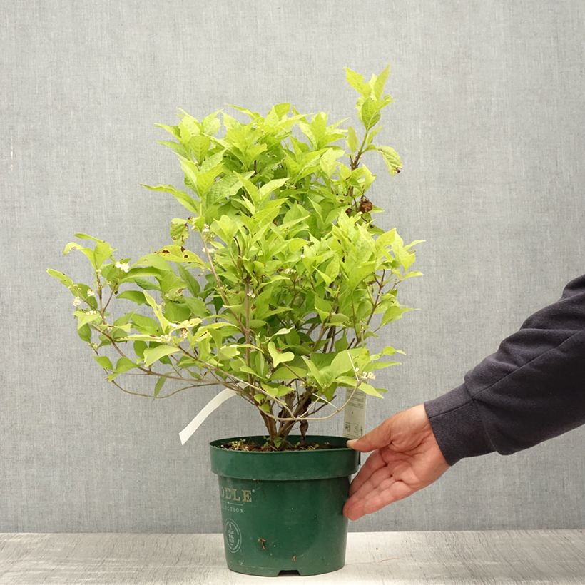 Exemplar von Liebesperlenstrauch Magical Snowqueen - Callicarpa bodinieri Topf mit 3L/4L wie im Sommer geliefert