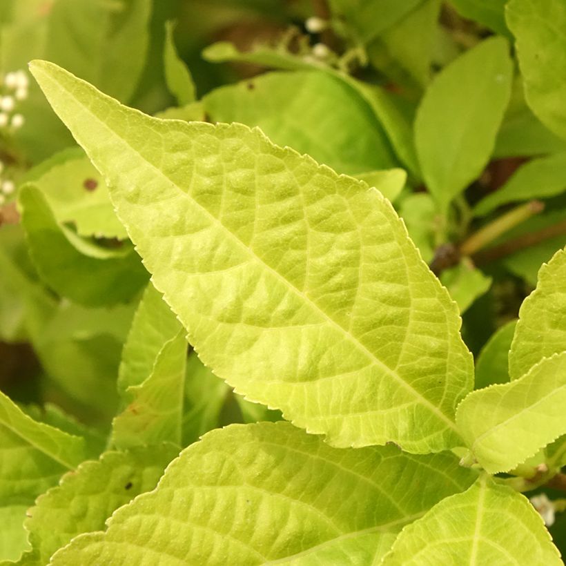 Liebesperlenstrauch Magical Snowqueen - Callicarpa bodinieri (Foliage)