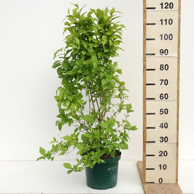 Example of Liebesperlenstrauch Magical Snowqueen - Callicarpa bodinieri Topf mit 7,5L/10L as you get in printemps