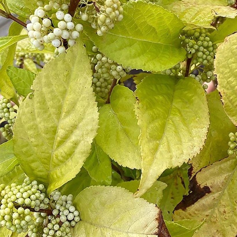 Liebesperlenstrauch Magical Snowstar - Callicarpa bodinieri (Foliage)