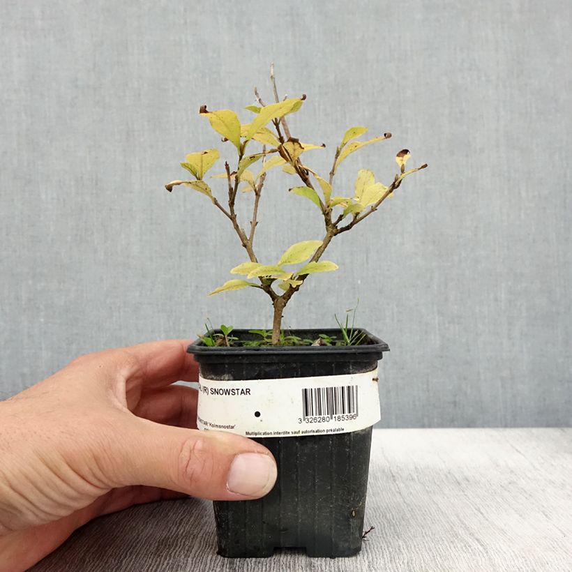 Example of Liebesperlenstrauch Magical Snowstar - Callicarpa bodinieri Kleine Töpfe von 8/9 cm as you get in automne