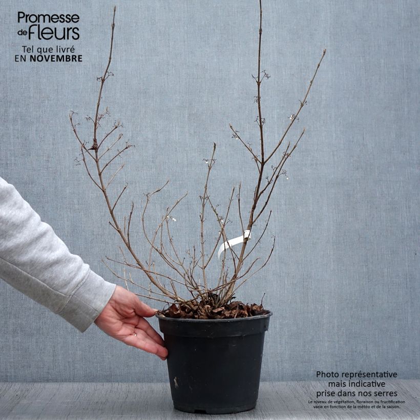 Example of Liebesperlenstrauch Magical Snowstar - Callicarpa bodinieri Topf mit 3L/4L as you get in automne