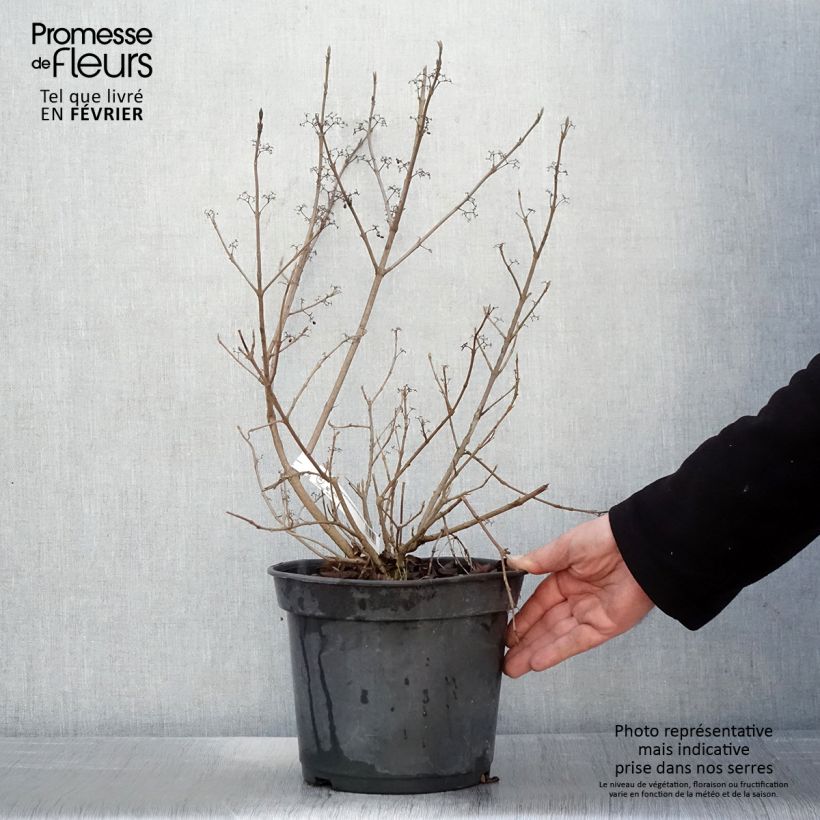 Exemplar von Liebesperlenstrauch Magical Snowstar - Callicarpa bodinieri Topf mit 3L/4L wie im Winter geliefert