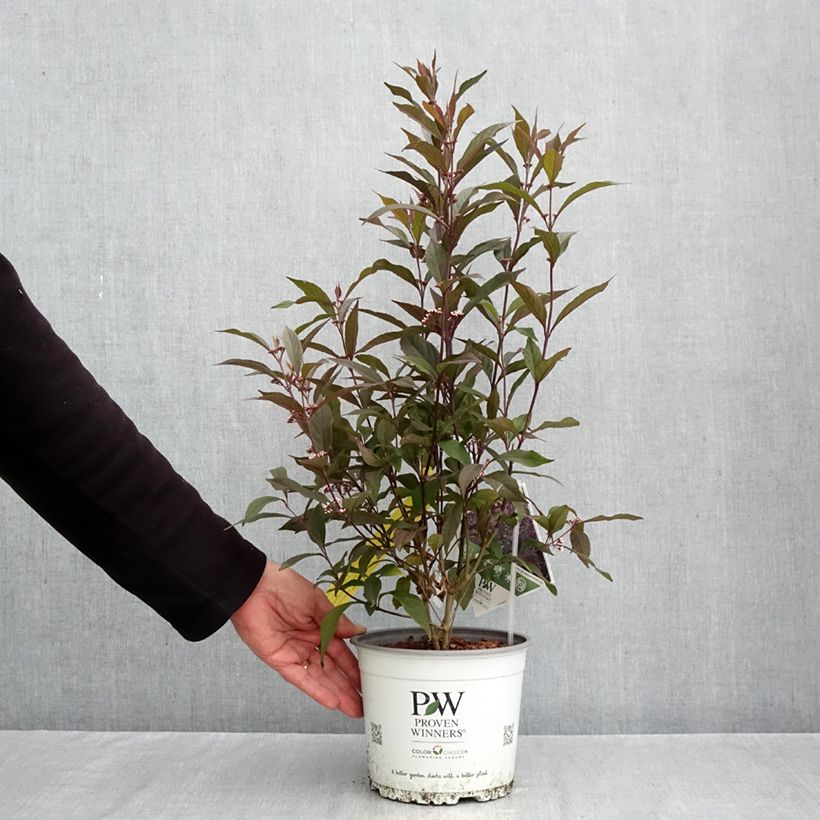 Exemplar von Liebesperlenstrauch Pearl Glam - Callicarpa bodinieri Topf mit 3L/4L wie im Herbst geliefert