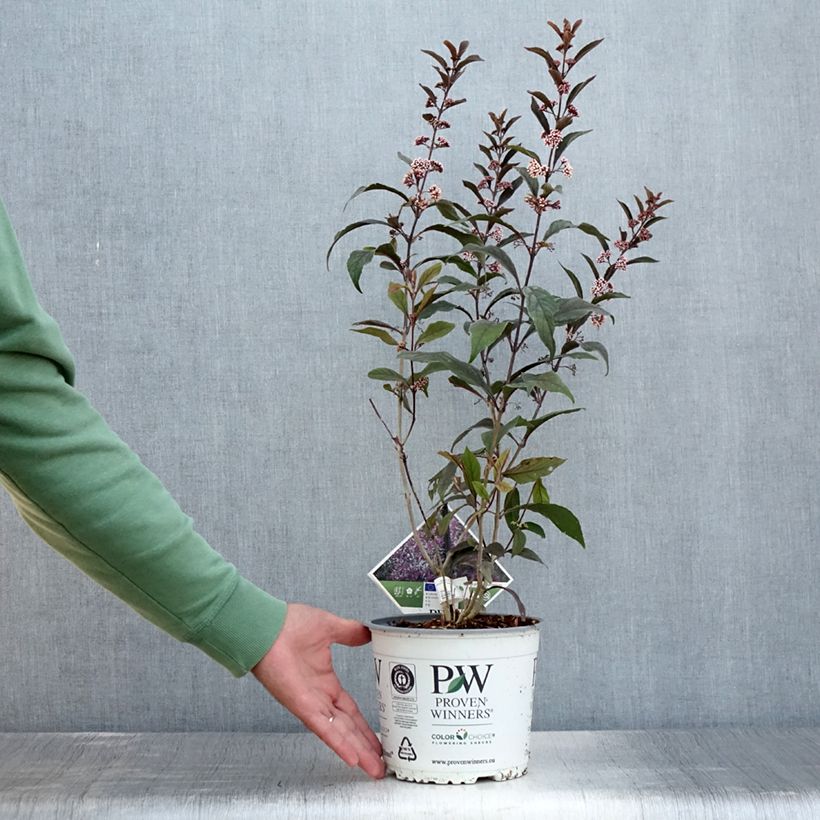 Example of Liebesperlenstrauch Pearl Glam - Callicarpa bodinieri Topf mit 3L/4L as you get in ete