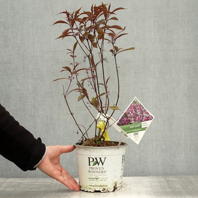 Example of Liebesperlenstrauch Pearl Glam - Callicarpa bodinieri Topf mit 7,5L/10L as you get in automne