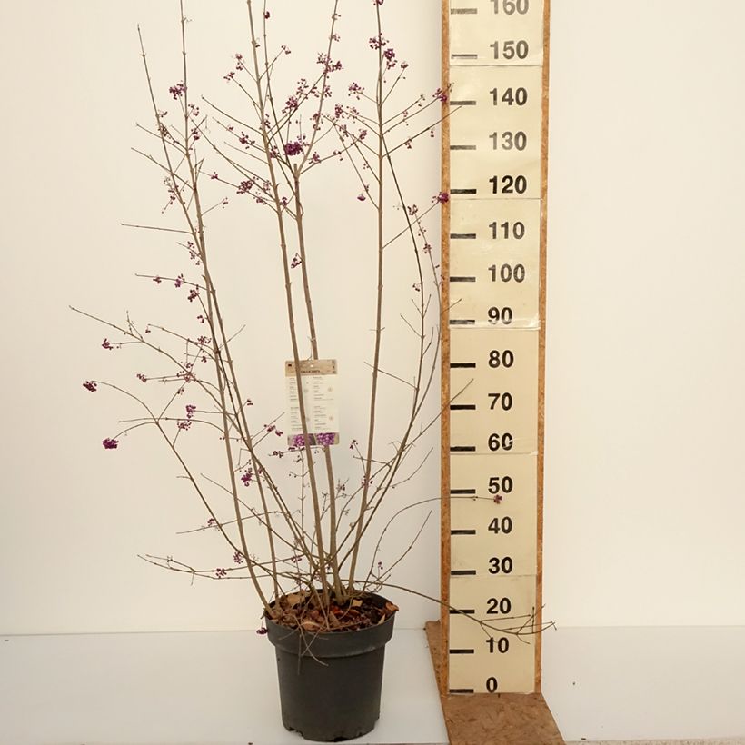 Exemplar von Liebesperlenstrauch Profusion - Callicarpa bodinieri Topf mit 12L/15L wie im Herbst geliefert