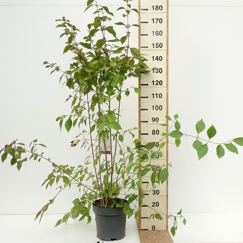 Example of Liebesperlenstrauch Profusion - Callicarpa bodinieri Topf mit 12L/15L as you get in ete