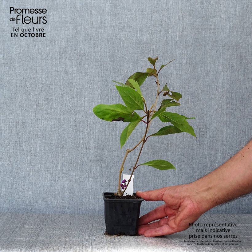 Example of Liebesperlenstrauch Profusion - Callicarpa bodinieri Kleine Töpfe von 8/9 cm as you get in automne