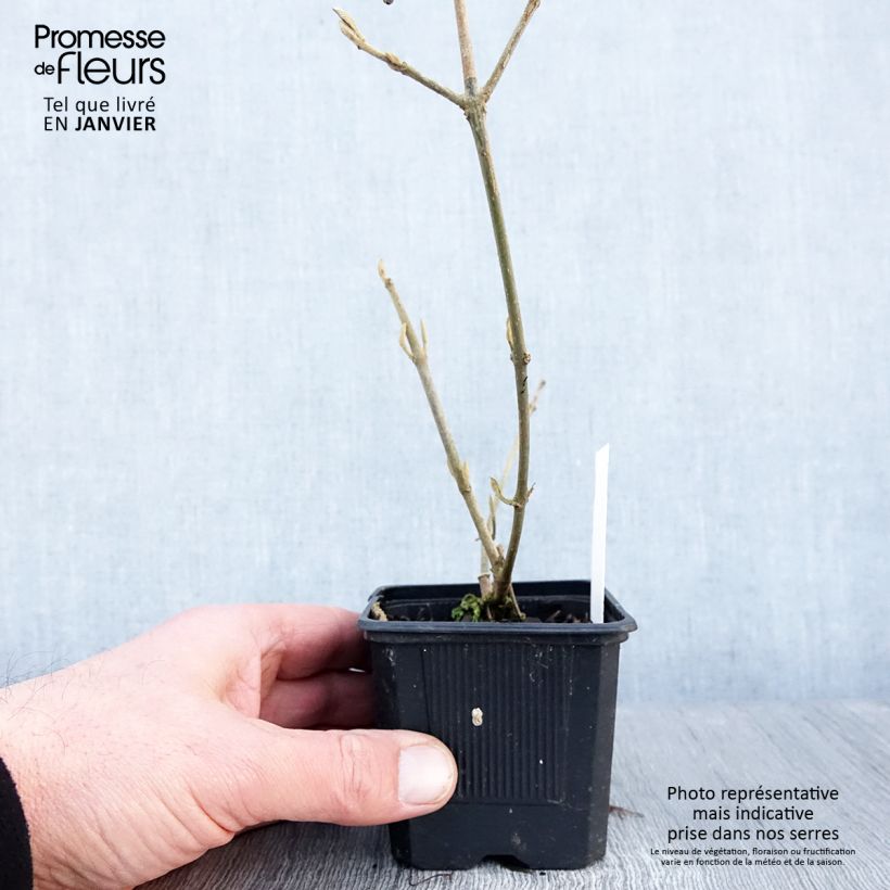 Exemplar von Liebesperlenstrauch Profusion - Callicarpa bodinieri Kleine Töpfe von 8/9 cm wie im Winter geliefert