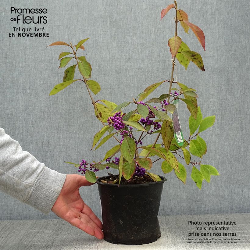 Example of Liebesperlenstrauch Profusion - Callicarpa bodinieri Topf mit 2L/3L as you get in automne