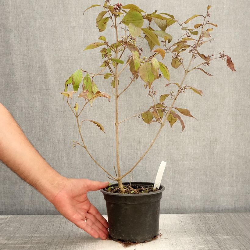 Exemplar von Liebesperlenstrauch Profusion - Callicarpa bodinieri Topf mit 2L/3L wie im Sommer geliefert