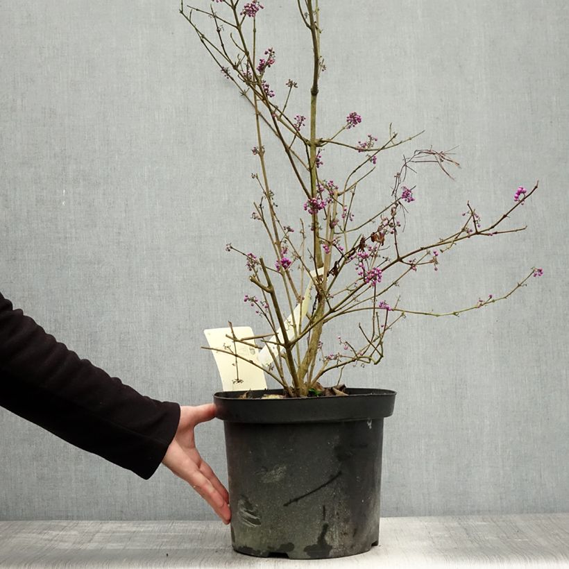 Example of Liebesperlenstrauch Profusion - Callicarpa bodinieri Topf mit 7,5L/10L as you get in automne
