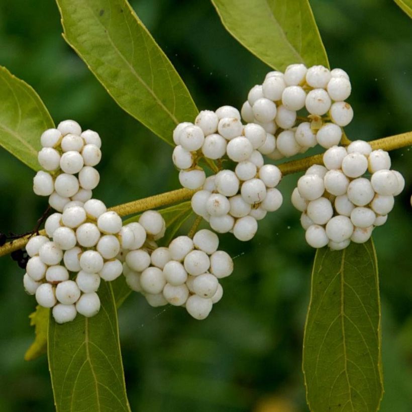 Purpur-Schönfrucht Albibacca - Callicarpa dichotoma (Flowering)