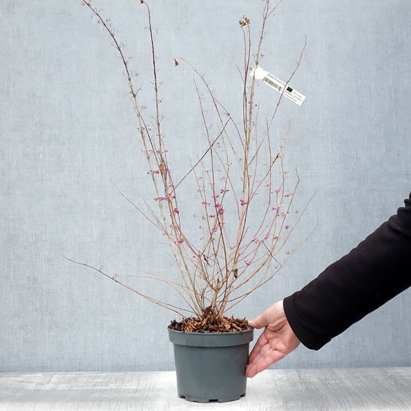 Example of Purpur-Schönfrucht Issai - Callicarpa dichotoma Topf mit 3L/4L as you get in automne