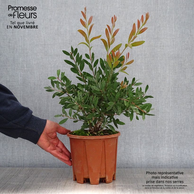 Example of Callistemon citrinus Mauve Mist - Zylinderputzer Topf mit 3L/4L as you get in automne