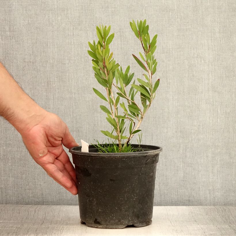 Example of Callistemon viminalis Inferno - Zylinderputzer Topf mit 3L/4L as you get in ete