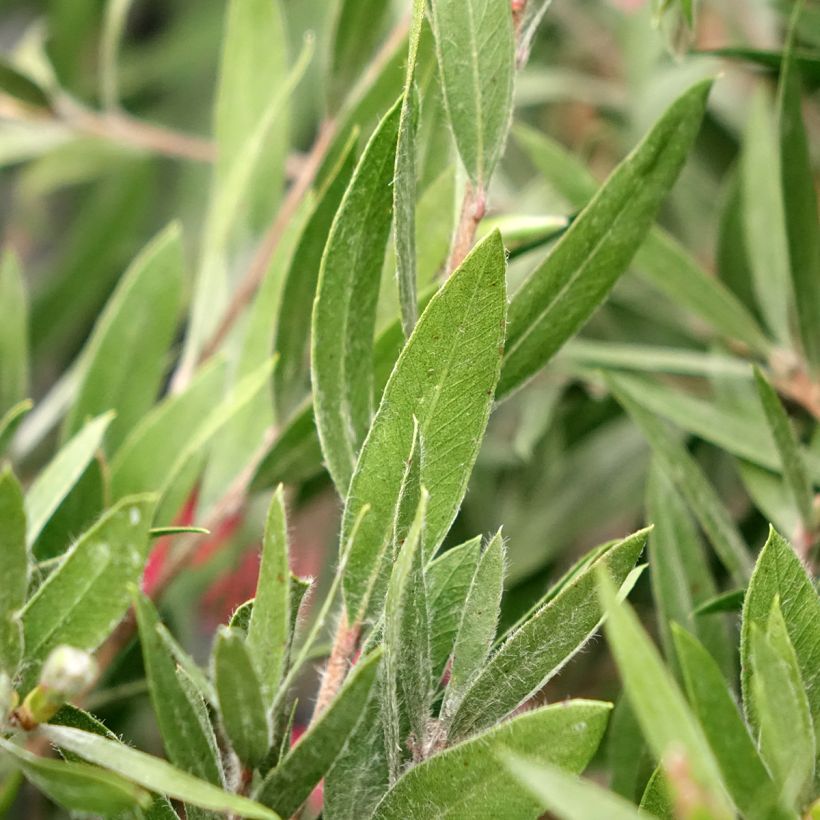 Callistemon Outback Fire - Zylinderputzer (Laub)